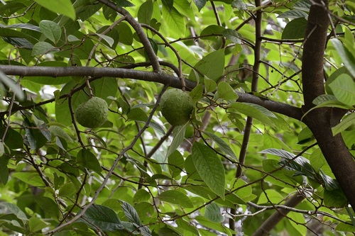 Annona cherimola