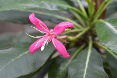 Hauya elegans (Hauya elegans)