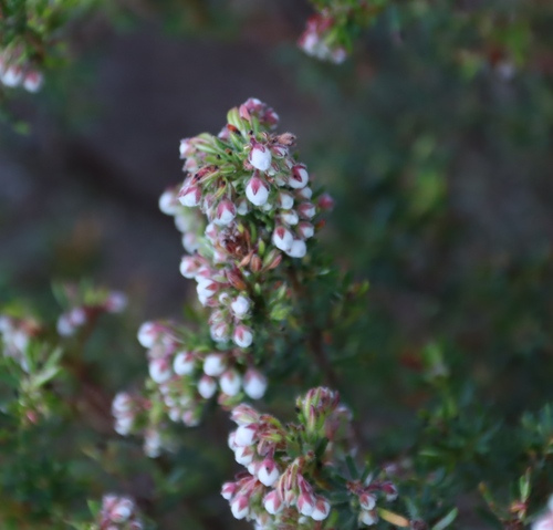 Image of Erica caterviflora by (c) Tony Rebelo, some rights reserved (CC BY-SA)