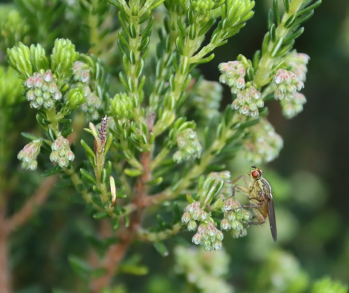 Image of Erica caterviflora by (c) Tony Rebelo, some rights reserved (CC BY-SA)