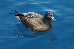 Procellaria parkinsoni