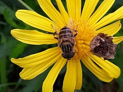 Eristalina