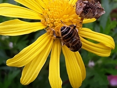 Eristalina