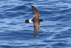 Fregetta maoriana