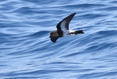 Fregetta maoriana