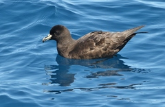 Procellaria parkinsoni