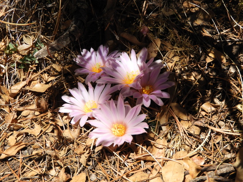 Echinocereus knippelianus