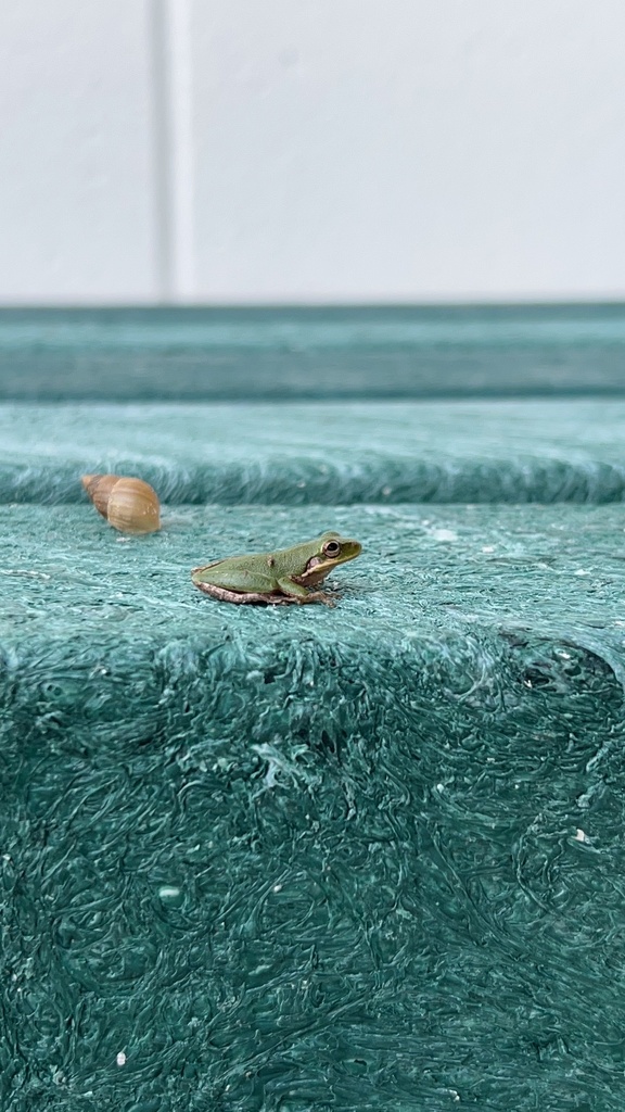 Squirrel Treefrog from NW 71st St, Gainesville, FL, US on October 20