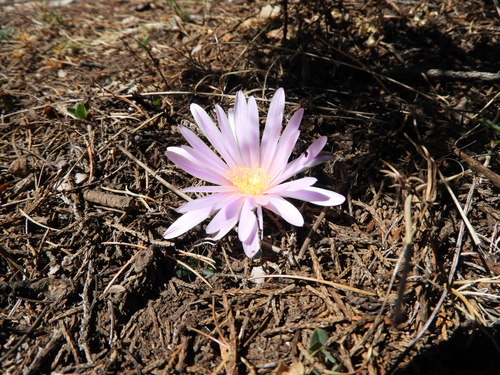Echinocereus knippelianus