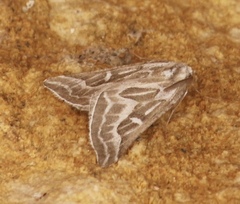 Plataea trilinearia