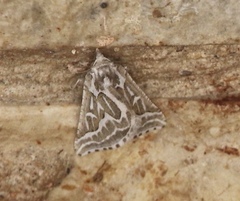 Plataea trilinearia