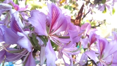 Bauhinia variegata