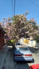 Bauhinia variegata