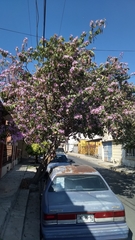 Bauhinia variegata