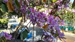 Bauhinia variegata