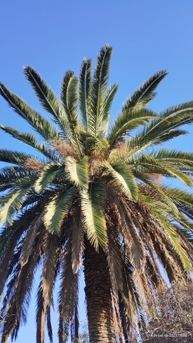 Phoenix canariensis