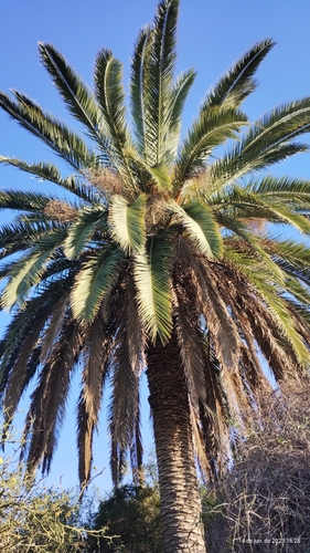 Phoenix canariensis