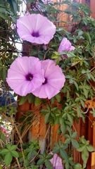 Ipomoea