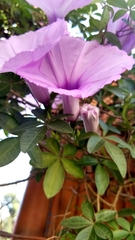 Ipomoea