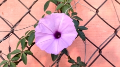 Ipomoea