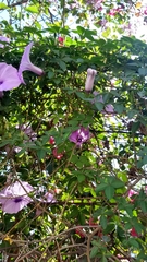 Ipomoea