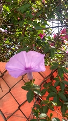 Ipomoea