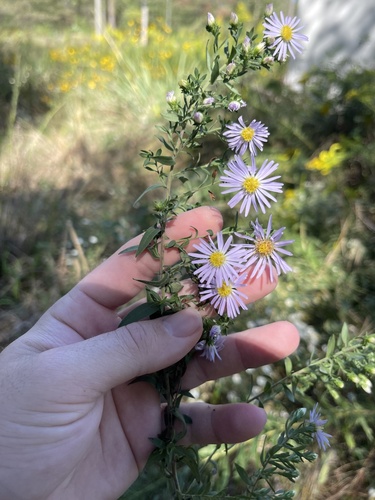 Symphyotrichum praealtum iNat (2)