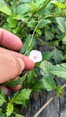 Convolvulus equitans