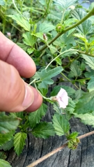 Convolvulus equitans
