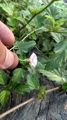 Convolvulus equitans