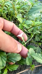 Convolvulus equitans