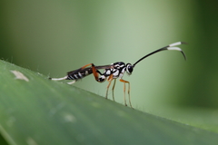 Glabridorsum stokesii