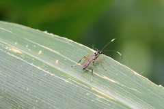 Glabridorsum stokesii