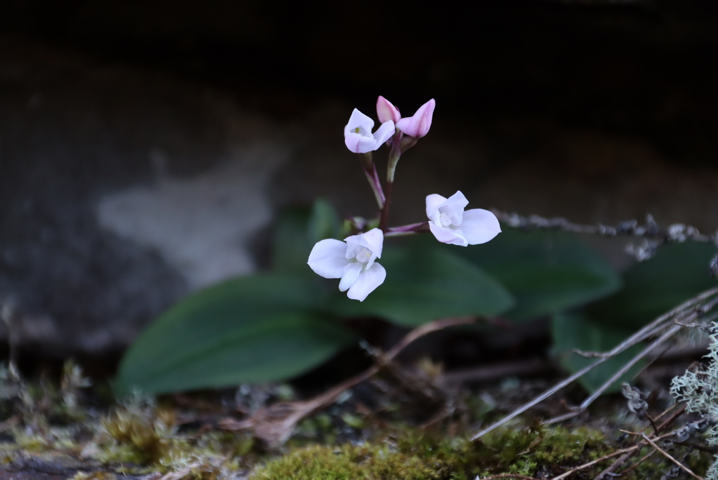 Disa rosea