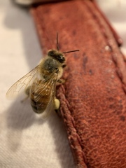 Apis mellifera