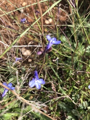 Lobelia flaccida flaccida
