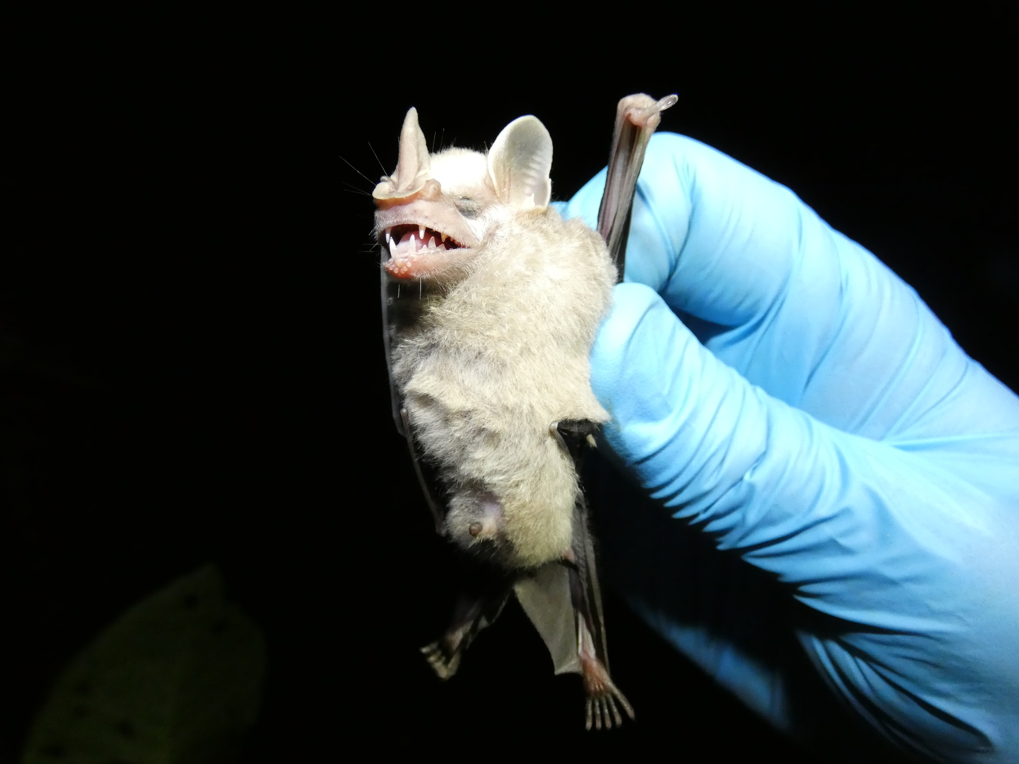 Little Fruit-Eating Bat photo 2