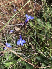 Lobelia flaccida flaccida