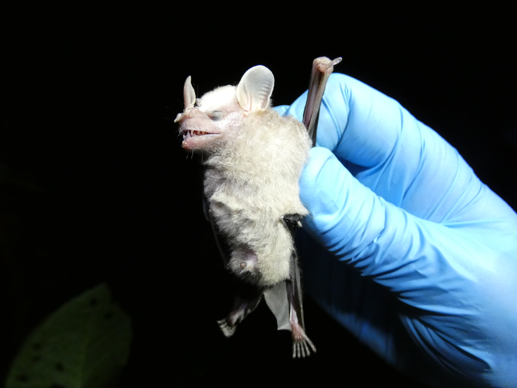 Little Fruit-Eating Bat photo 3