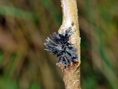 Septobasidium clelandii