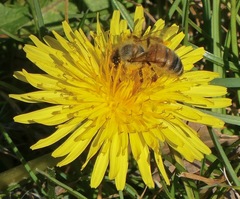 Apis mellifera