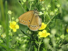 Coenonympha oedippus