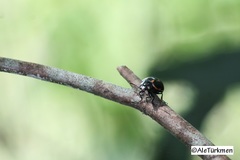 Leptinotarsa behrensi