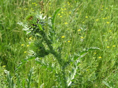 Carduus nutans leiophyllus