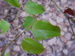 Smilax walteri
