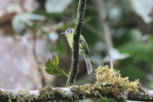 Marble-faced Bristle Tyrant (Pogonotriccus ophthalmicus), photo 3