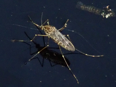 Culiseta incidens