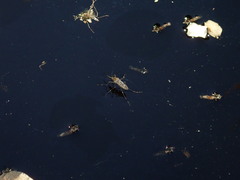 Culiseta incidens