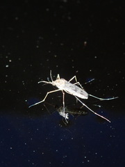 Culiseta incidens