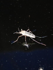 Culiseta incidens
